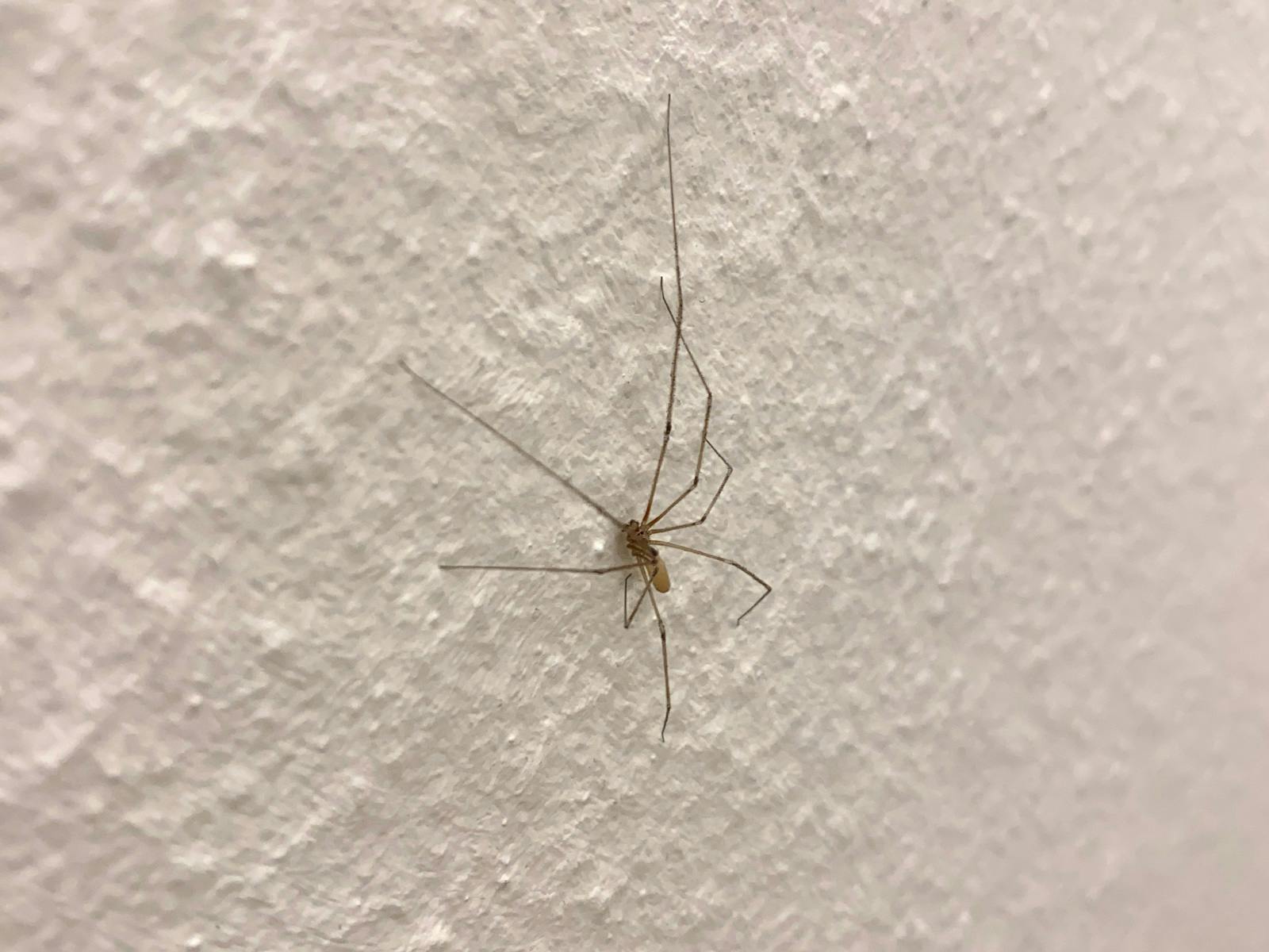 A light brown spider sits on white stucco wallpaper. It’s legs are delicate and segmented — the joints are dark brown.