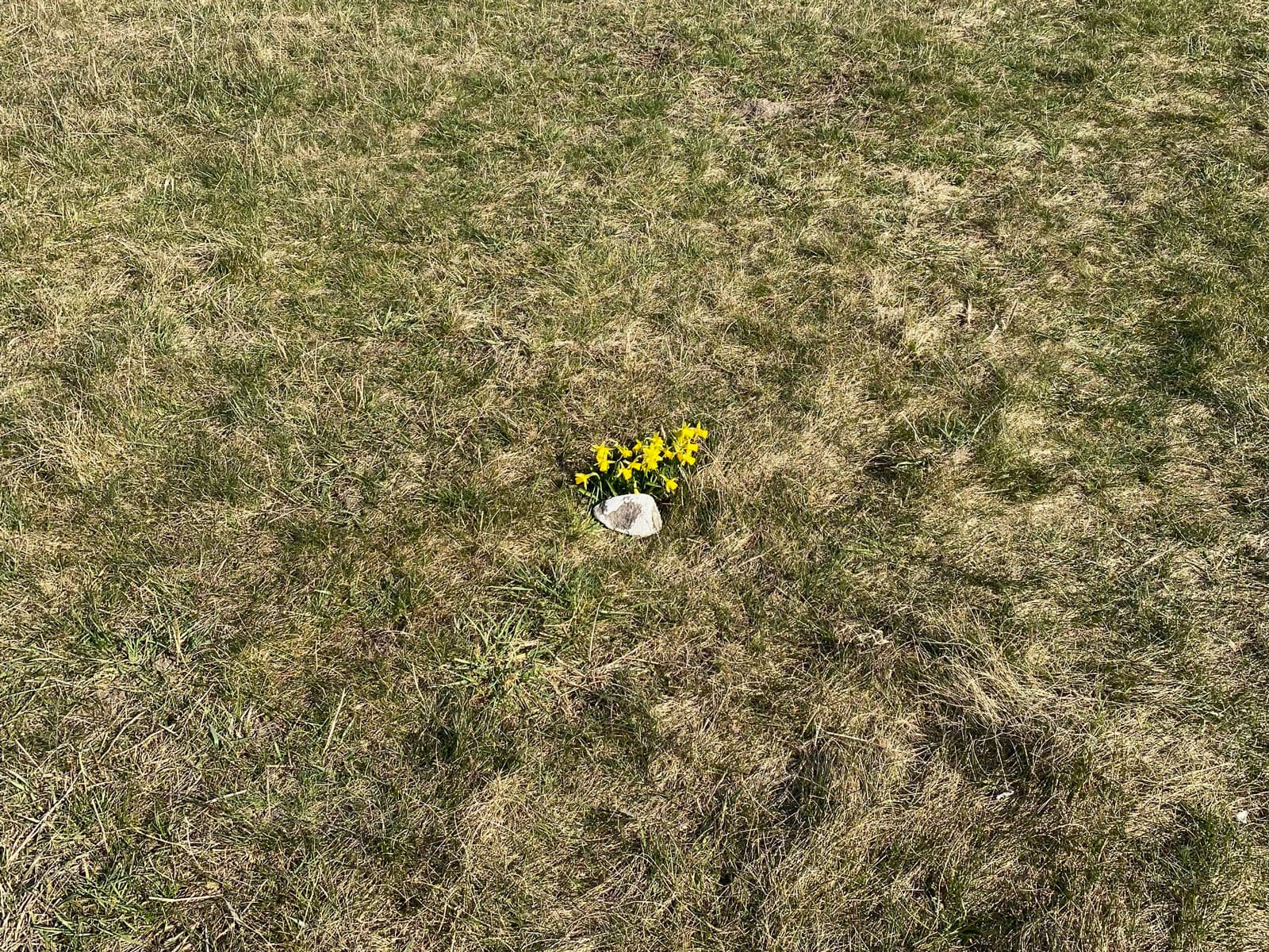 A large expanse of tufty grass surrounds a tiny patch of miniature daffodils. Nestled into the patch there’s a large white stone.