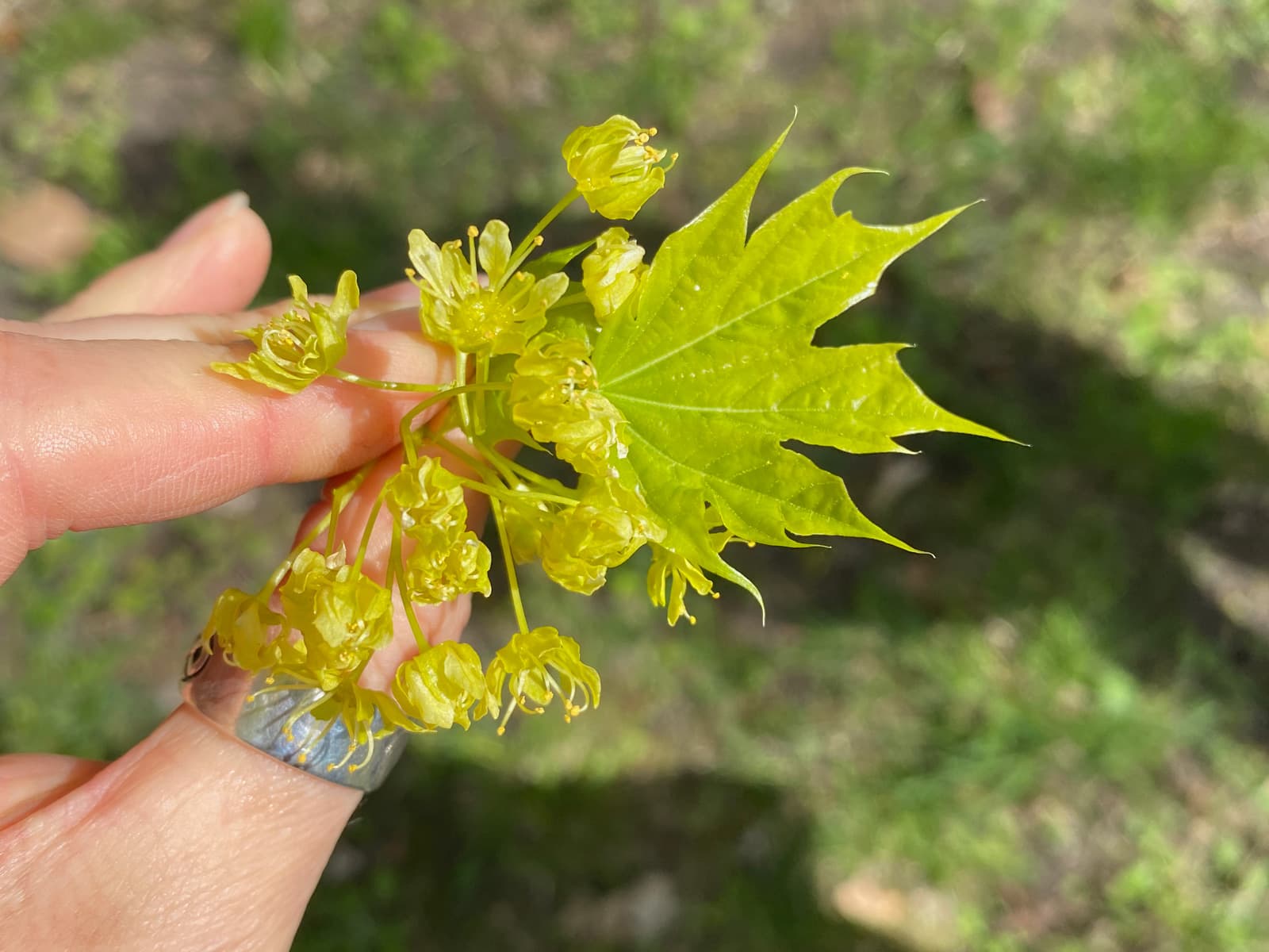 My hand holding a cluster of yellowish green maple flowers and a pale green leaf, before I popped them in my mouth.