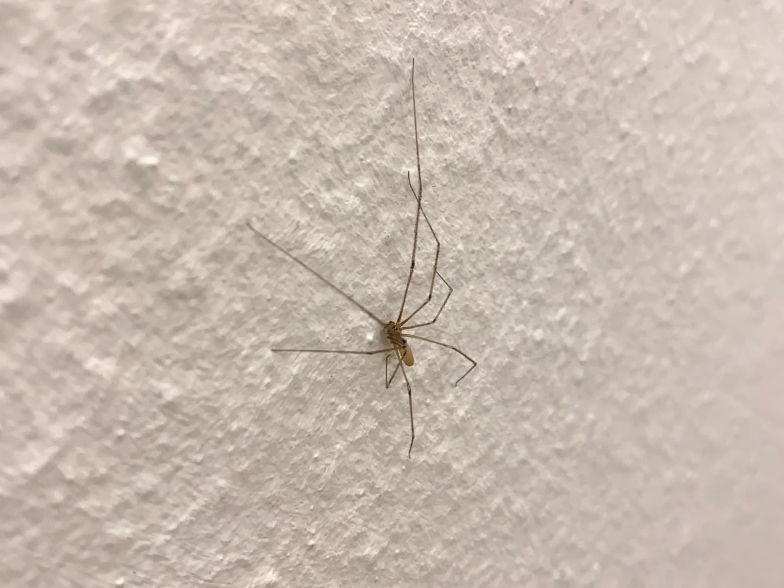 A light brown spider sits on white stucco wallpaper. It’s legs are delicate and segmented — the joints are dark brown.