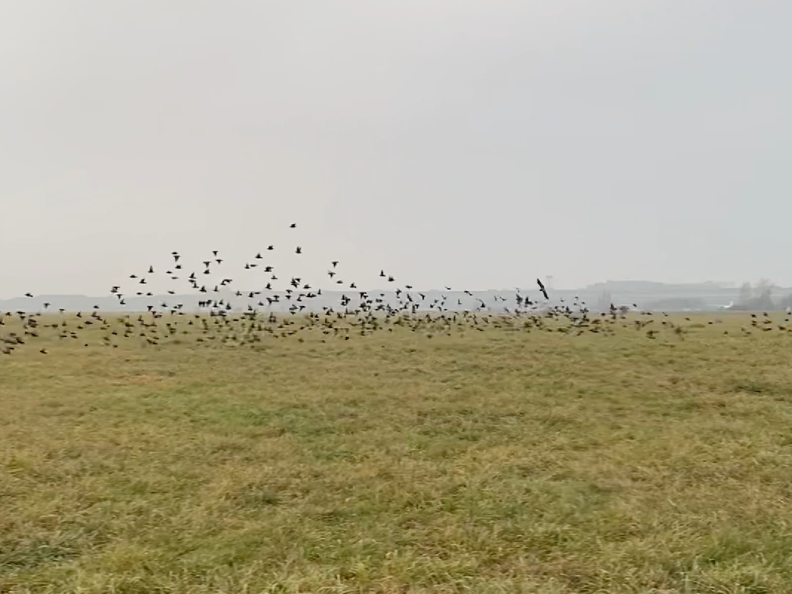 A flock of black starlings swoops low over a grassy field. The backdrop is a misty grey-blue.