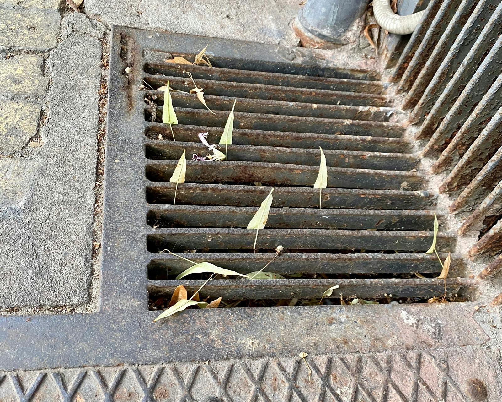 Usually we’re encouraged to look up, but looking down can be just as rewarding. Here I noticed that some very triangular leaves had been sucked into a street drain in such a way that they all had their stalks down and were standing vertical, resembling tiny trees.