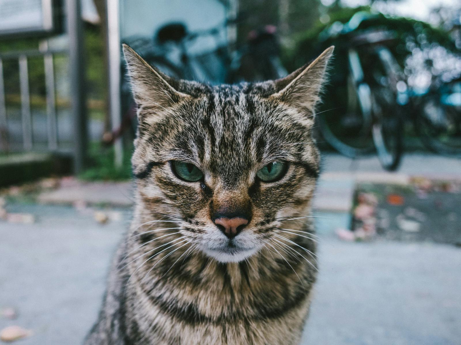 The face of a tabby cat with green eyes and a pink nose. Similar to the stray I saw gallop towards a man who was going to feed her.