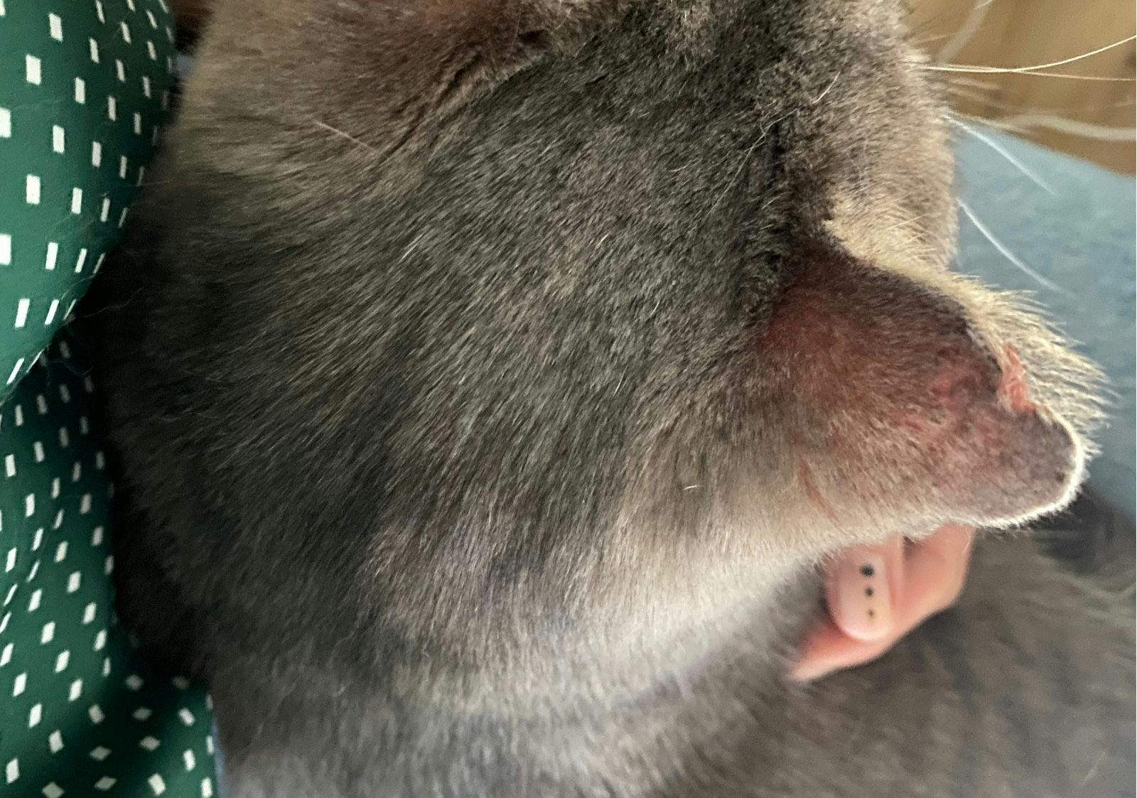 My grey tabby cat minou on my lap.