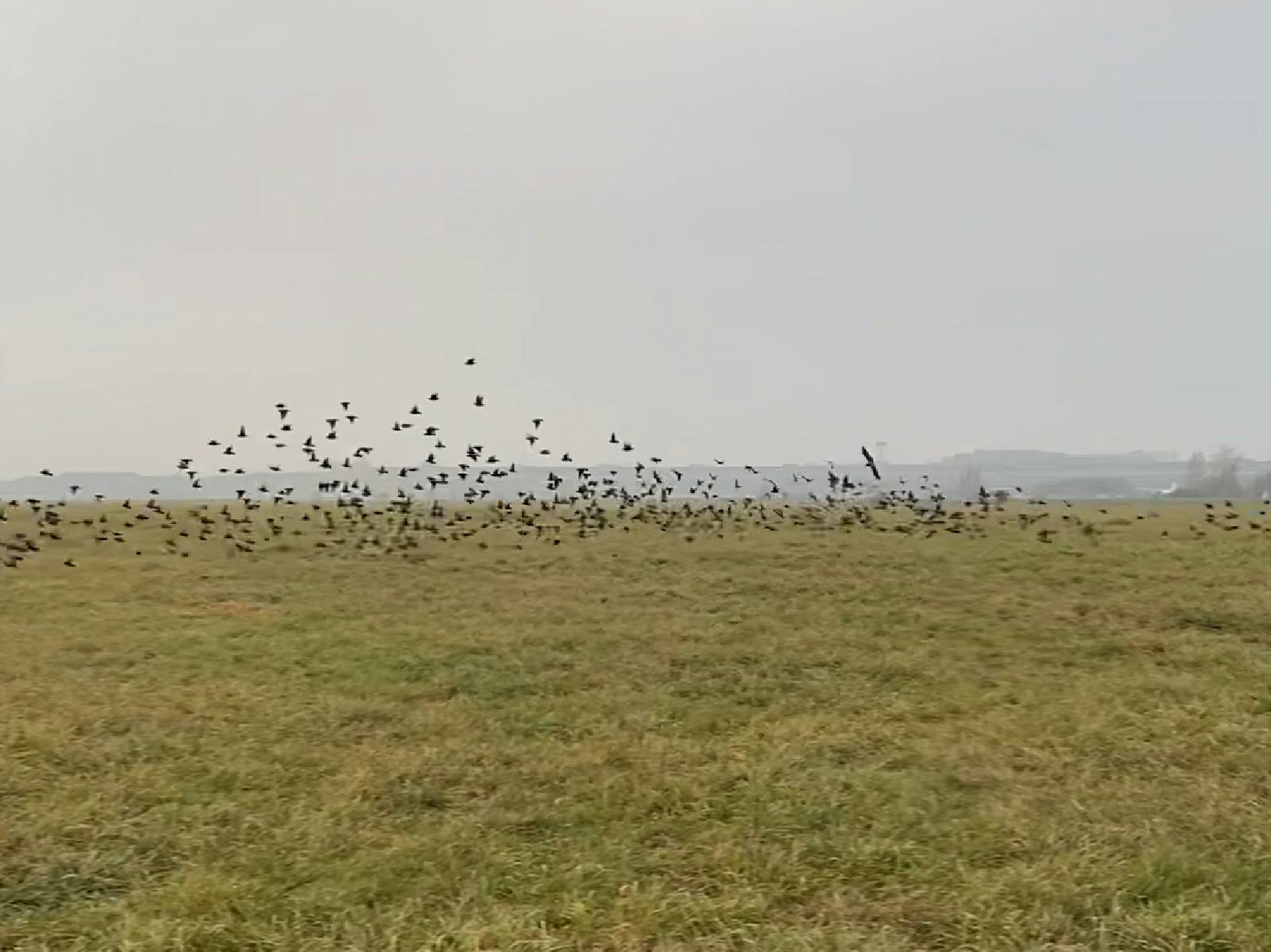 A flock of black starlings swoops low over a grassy field. The backdrop is a misty grey-blue.