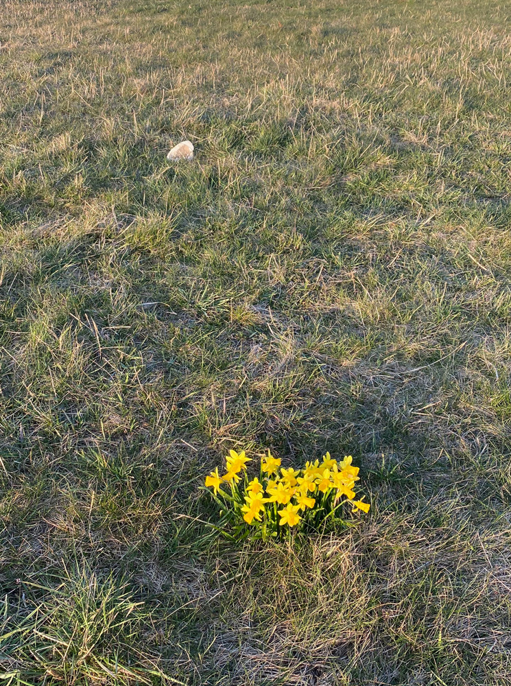 The daffodil patch, with the white stone displaced several feet behind it.