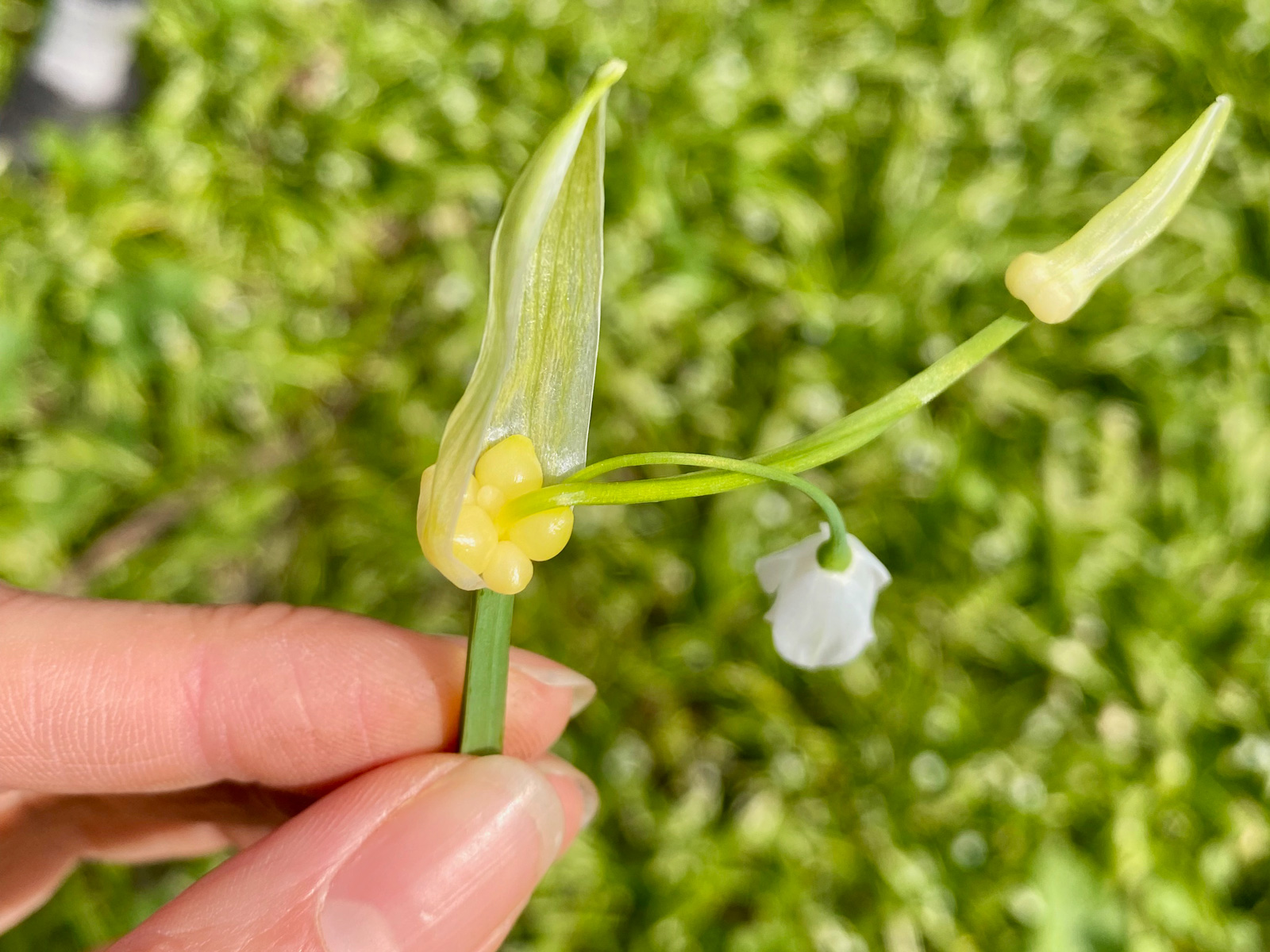 My hand holding an Allium paradoxum, also known as Few-flowered Leek.