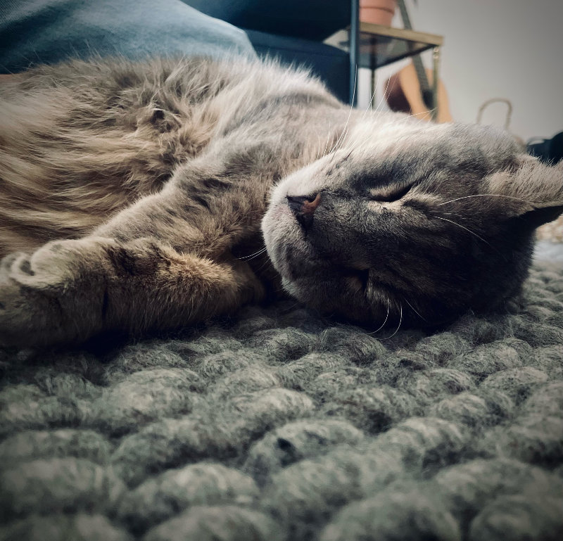 Minou on his last day, cuddling with us on the rug.