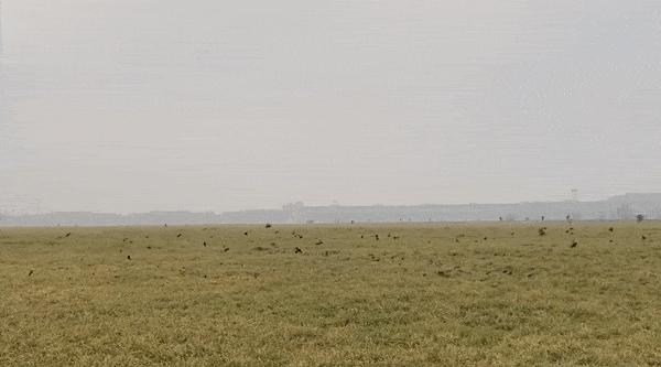 A flock of starlings swoop around a grassy field, a few crows follow, they stand out black against the pale greens and blues of the background.