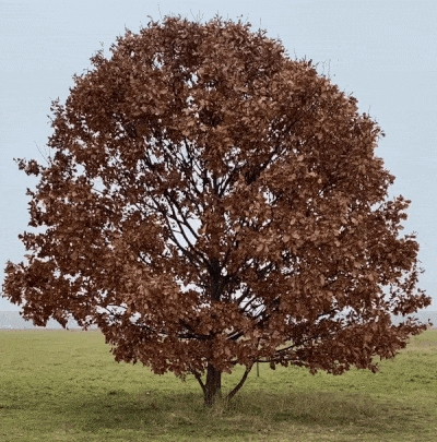 An oak tree, stands in the middle of a grassy field. Its rust red leaves stand out against the pale blue foggy background, and they flicker in the wind.